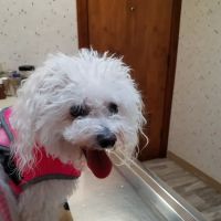 Stellhorn Veterinary Hospital ico