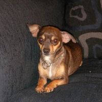 Banfield Pet Hospital ico
