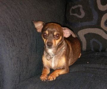 Banfield Pet Hospital