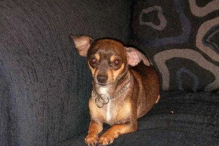 Banfield Pet Hospital