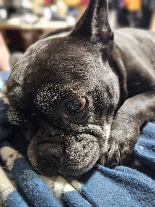Auburn Hills Animal Hospital 6