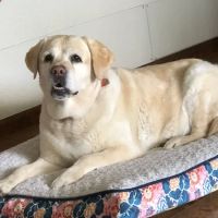Auburn Hills Animal Hospital ico