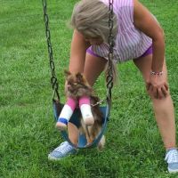 Kendallville Animal Clinic ico