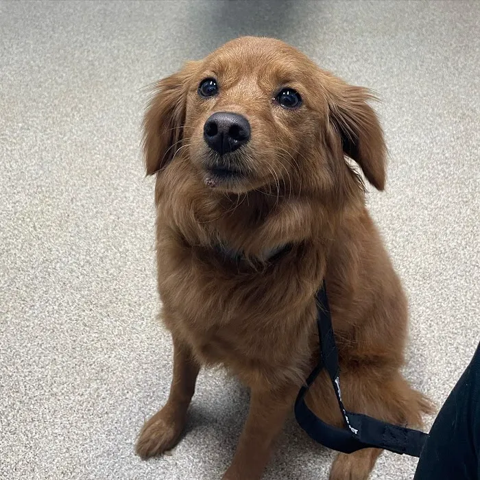 Kendallville Animal Clinic 10