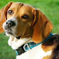 Albion Veterinary Clinic ico