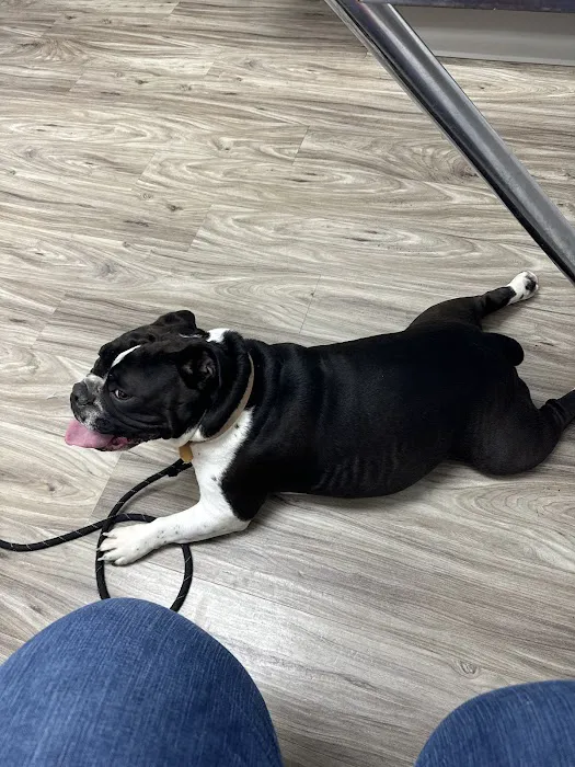New Haven Pet Hospital 12