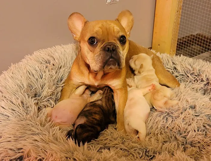 New Haven Pet Hospital 12