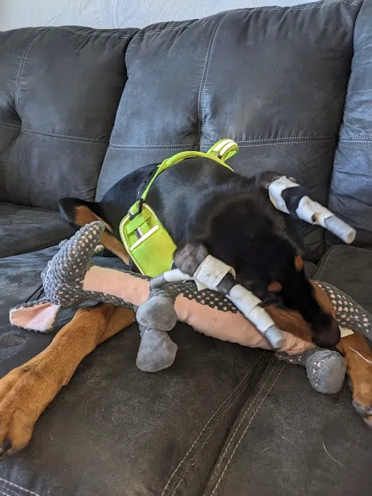 Bridgeport Animal Hospital 5