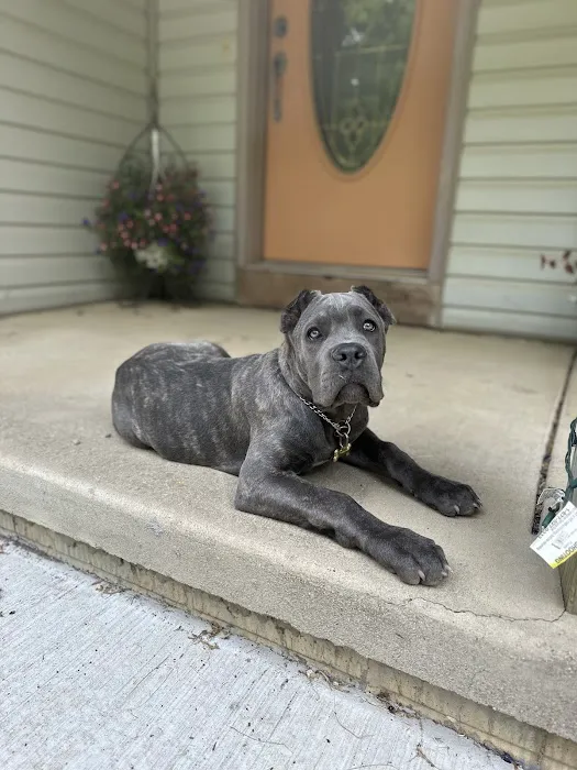 Bridgeport Animal Hospital 4
