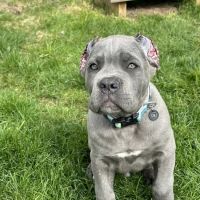 Bridgeport Animal Hospital ico