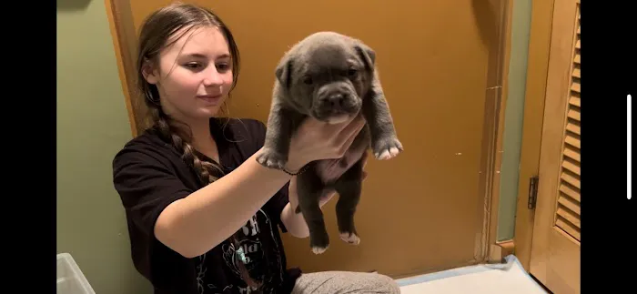 Bridgeport Animal Hospital 2