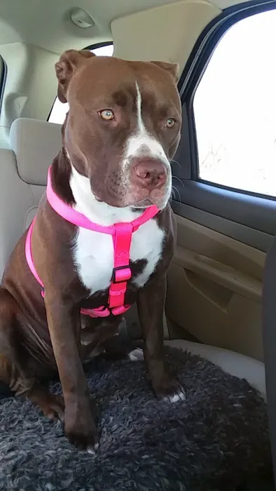 Bridgeport Animal Hospital 9