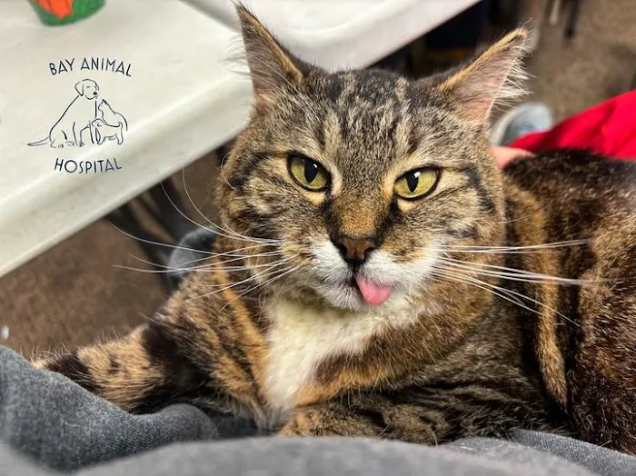 Bay Animal Hospital 4