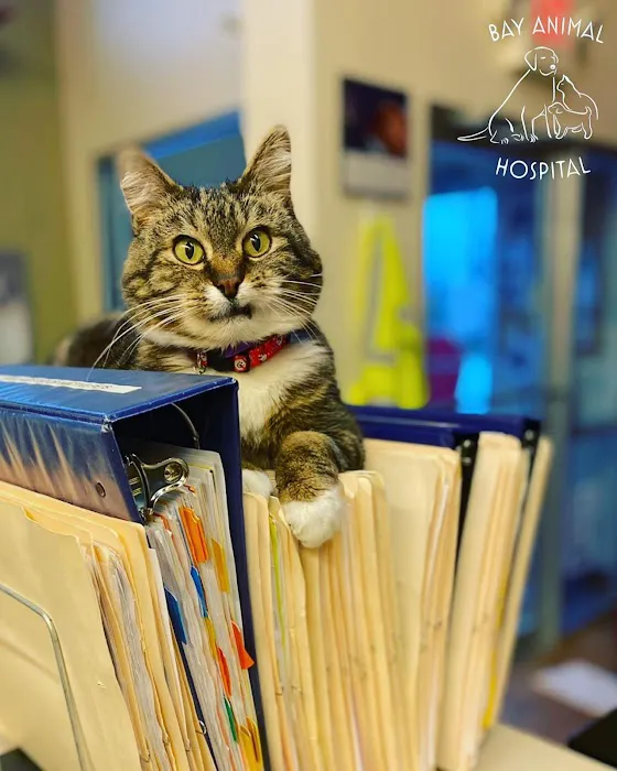 Bay Animal Hospital 8