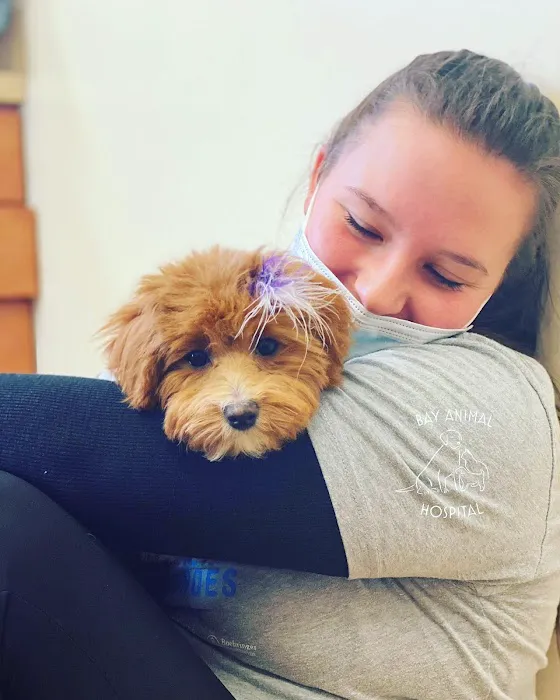 Bay Animal Hospital 3