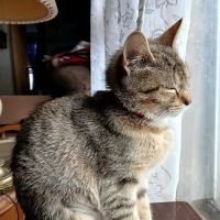 Saginaw Spay & Neuter Clinic ico