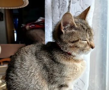 Saginaw Spay & Neuter Clinic