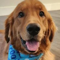 Great Lakes Pet Emergencies ico