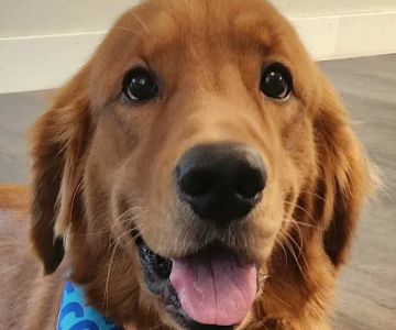 Great Lakes Pet Emergencies