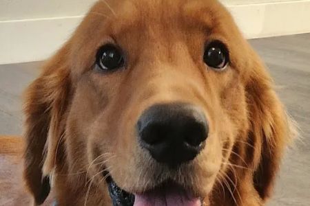 Great Lakes Pet Emergencies