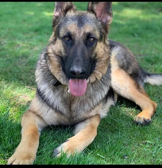 Great Lakes Pet Emergencies 12