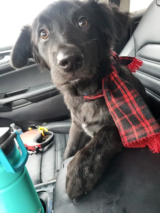 Great Lakes Pet Emergencies 12