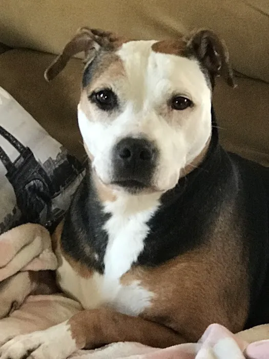Great Lakes Pet Emergencies 12
