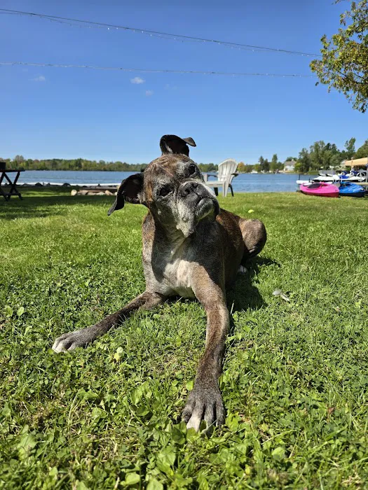 Great Lakes Pet Emergencies 12