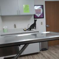 Montrose Veterinary Hospital ico