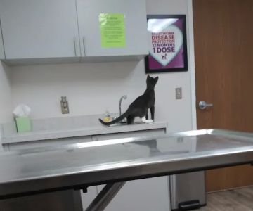 Montrose Veterinary Hospital