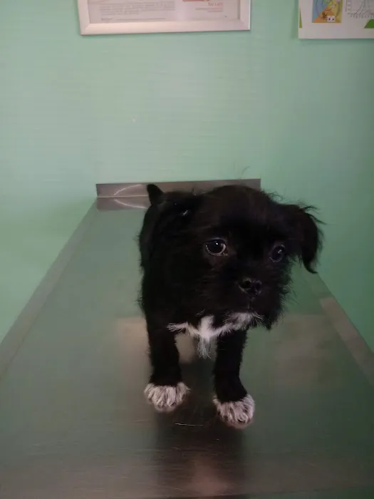 Town & Country Animal Care Inc 2
