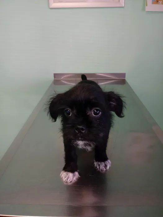 Town & Country Animal Care Inc 4