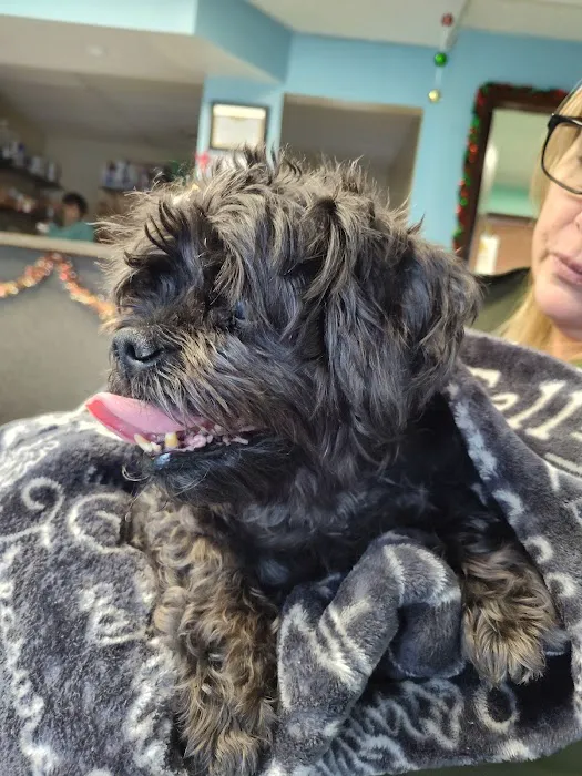 Town & Country Animal Care Inc 1