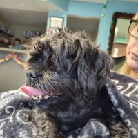 Town & Country Animal Care Inc ico
