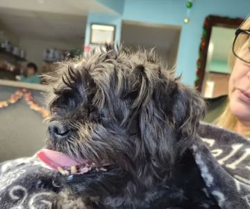 Town & Country Animal Care Inc