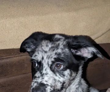Robinette Bobbie DVM