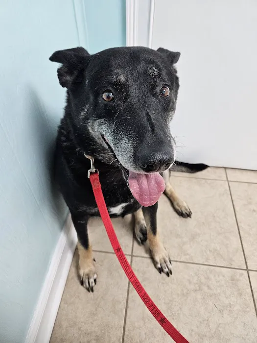 Daley Road Animal Care 3