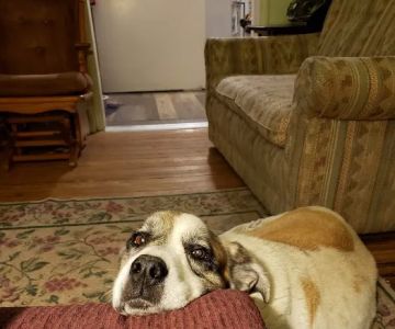 Daley Road Animal Care