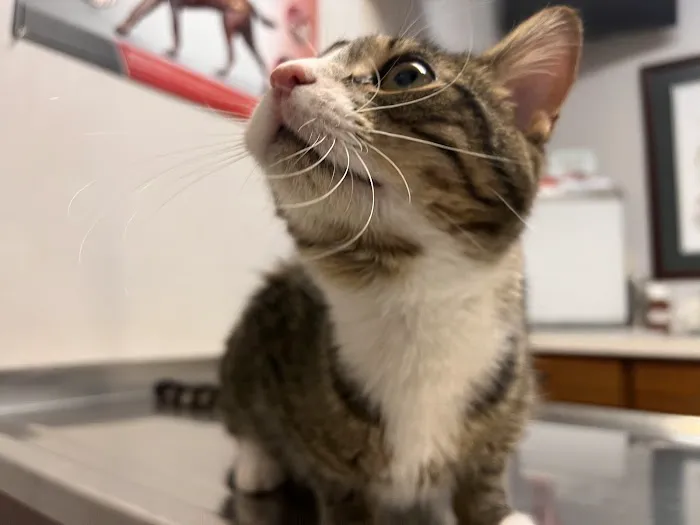 Westwood Veterinary Hospital 7