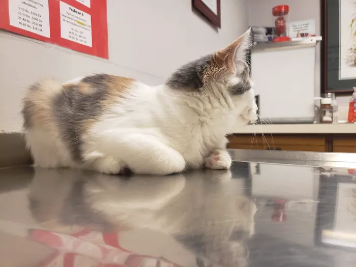 Westwood Veterinary Hospital 5