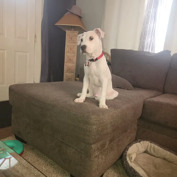 Flushing Animal Hospital & Pet Hotel 9