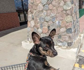 Flushing Animal Hospital & Pet Hotel