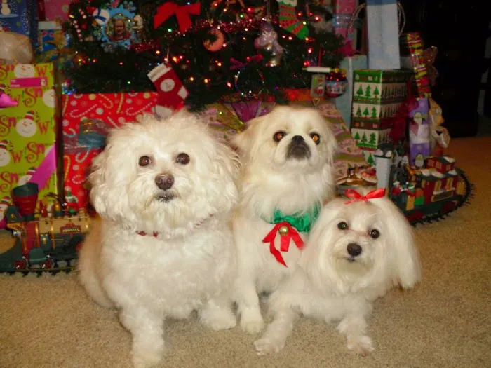 Flushing Animal Hospital & Pet Hotel 5