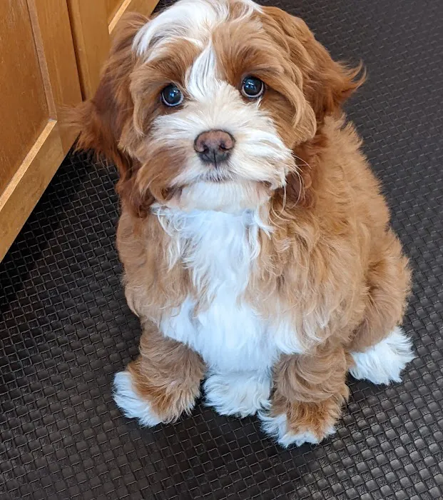Flushing Animal Hospital & Pet Hotel 7
