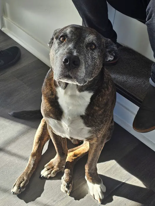 Flushing Animal Hospital & Pet Hotel 6