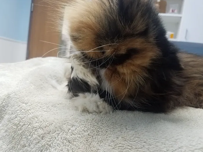 Riverside Animal Hospital 4