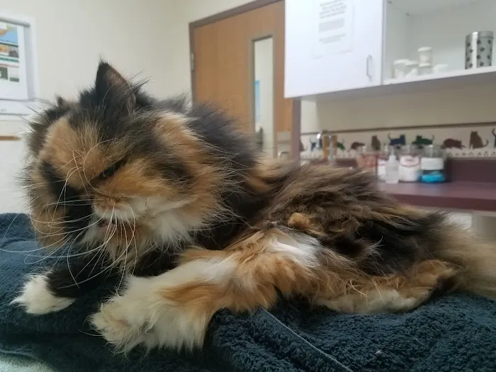 Riverside Animal Hospital 8