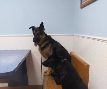 Riverside Animal Hospital: Koan Michele DVM