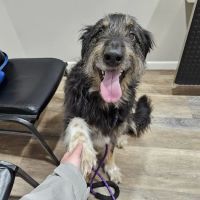 East River Veterinary Clinic ico