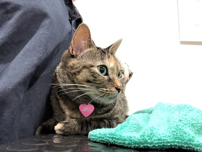 East River Veterinary Clinic 10